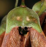javor ďábelský <i>(Acer diabolicum)</i> / Plod