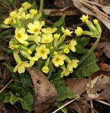 prvosenka vyšší <i>(Primula elatior)</i>