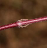 svída krvavá <i>(Cornus sanguinea)</i> / Větve a pupeny