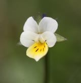 violka nejmenší <i>(Viola kitaibeliana)</i>