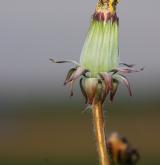 pampeliška franská <i>(Taraxacum [E] plumbeum)</i> / Květ/Květenství