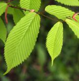 javor habrolistý <i>(Acer carpinifolium)</i> / List