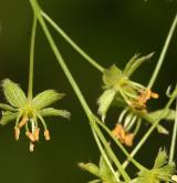 javor habrolistý <i>(Acer carpinifolium)</i> / Květ/Květenství