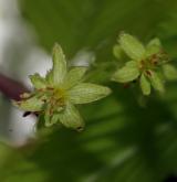 javor habrolistý <i>(Acer carpinifolium)</i> / Květ/Květenství