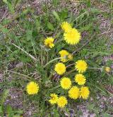 pampeliška mnohoúborná <i>(Taraxacum [T] linearisquameum)</i> / Habitus