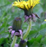 pampeliška podlouhlá <i>(Taraxacum [T] oblongatum)</i> / Květ/Květenství