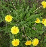 pampeliška podlouhlá <i>(Taraxacum [T] oblongatum)</i> / Habitus
