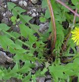 pampeliška vznešená <i>(Taraxacum [E] princeps)</i> / Habitus