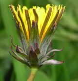 pampeliška hákovitá <i>(Taraxacum [H] hamatum)</i> / Květ/Květenství