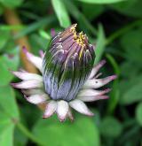 pampeliška hákovitá <i>(Taraxacum [H] hamatum)</i> / Květ/Květenství
