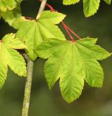 javor vlnatý <i>(Acer erianthum)</i> / List