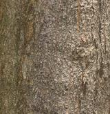 javor světlokorý <i>(Acer leucoderme)</i> / Borka kmene