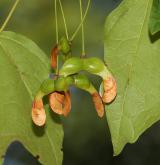 javor světlokorý <i>(Acer leucoderme)</i> / Plod