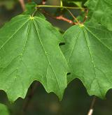 javor světlokorý <i>(Acer leucoderme)</i> / List