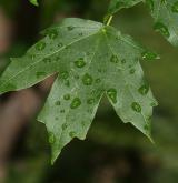 javor floridský <i>(Acer floridanum)</i> / List