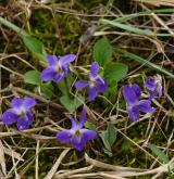 violka obojetná <i>(Viola ambigua)</i>