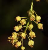javor velkolistý <i>(Acer macrophyllum)</i> / Květ/Květenství