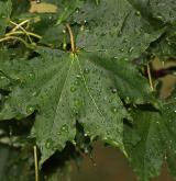 javor okamotský <i>(Acer okamotoanum)</i> / List