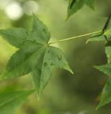 javor olivový <i>(Acer olivaceum)</i> / List