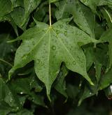 javor mono <i>(Acer pictum)</i> / List