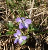 violka písečná <i>(Viola rupestris)</i>