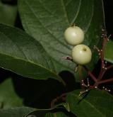 svída hroznovitá <i>(Cornus racemosa)</i> / Plod