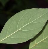 svída hroznovitá <i>(Cornus racemosa)</i> / List