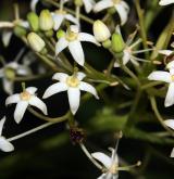svída hroznovitá <i>(Cornus racemosa)</i> / Květ/Květenství