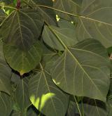 katalpa Fargesova <i>(Catalpa fargesii)</i> / List