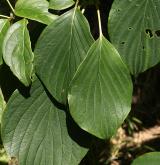 svída sporná <i>(Cornus controversa)</i>