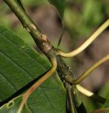 svída sporná <i>(Cornus controversa)</i> / Větve a pupeny