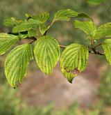 svída střídavolistá <i>(Cornus alternifolia)</i> / List