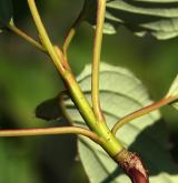 svída střídavolistá <i>(Cornus alternifolia)</i> / Větve a pupeny