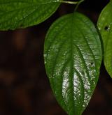 svída modrá <i>(Cornus amomum)</i> / List