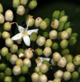 svída výběžkatá <i>(Cornus sericea)</i> / Květ/Květenství