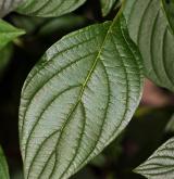 svída výběžkatá <i>(Cornus sericea)</i> / List