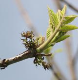 jasan čtyřhranný <i>(Fraxinus quadrangulata)</i> / Květ/Květenství