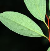 tavolník Veitchův <i>(Spiraea veitchii)</i> / List