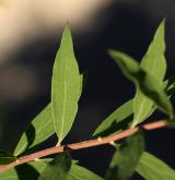 tavolník popelavý <i>(Spiraea ×cinerea)</i> / List