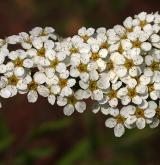 tavolník popelavý <i>(Spiraea ×cinerea)</i> / Květ/Květenství