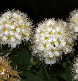 tavolník ožankolistý <i>(Spiraea chamaedryfolia)</i> / Květ/Květenství