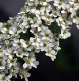 tavolník význačný <i>(Spiraea ×arguta)</i>