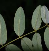 trnovník lepkavý <i>(Robinia viscosa)</i> / List