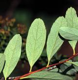 tavolník Wilsonův <i>(Spiraea wilsonii)</i> / List