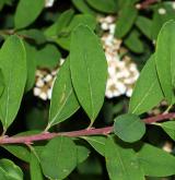 tavolník niponský <i>(Spiraea nipponica)</i> / List