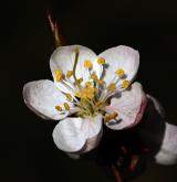 meruňka sibiřská <i>(Prunus sibirica)</i> / Květ/Květenství
