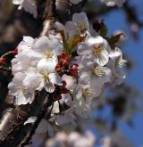 višeň pilovitá <i>(Prunus serrulata)</i> / Květ/Květenství