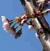 višeň pilovitá <i>(Prunus serrulata)</i> / Květ/Květenství