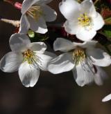višeň vyříznutá <i>(Prunus incisa)</i> / Květ/Květenství