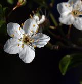 švestka obecná <i>(Prunus domestica)</i> / Květ/Květenství